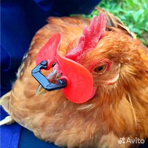 Очки для петухов/кур против драки/от расклева
