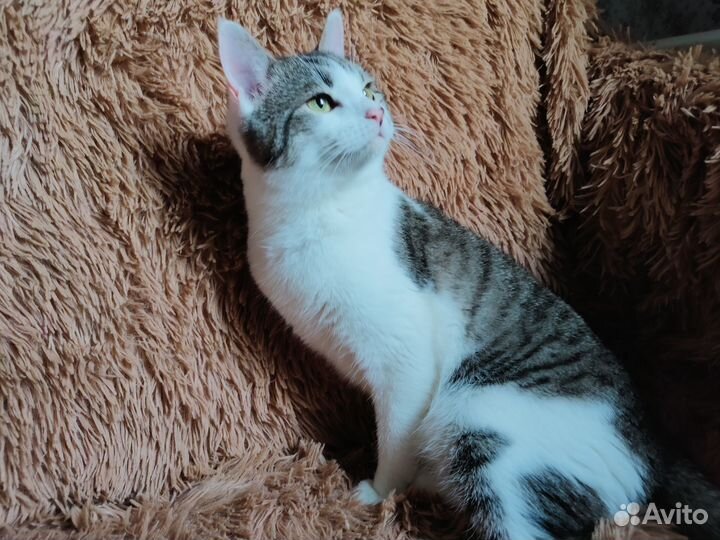 Серо-белый котик