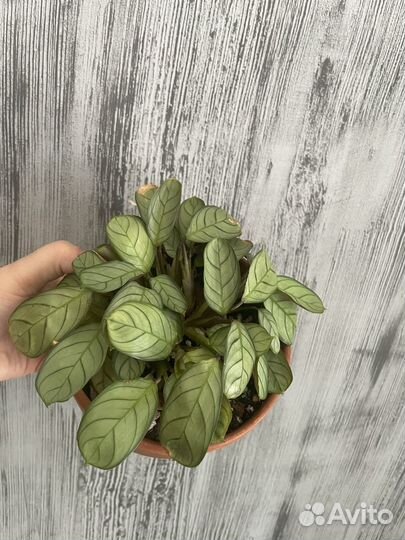 Ктенанта амагрис