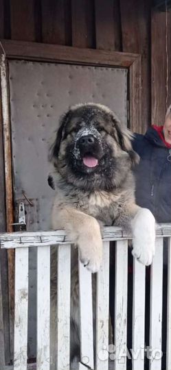 Вязка Кавказская овчарка