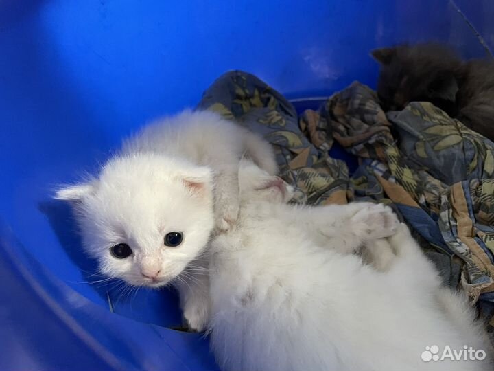 Котята в добрые руки