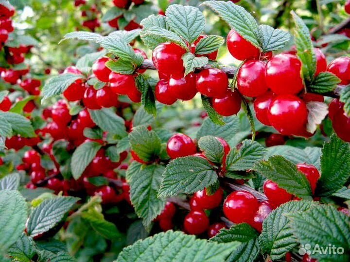 Саженцы Войлочной вишни