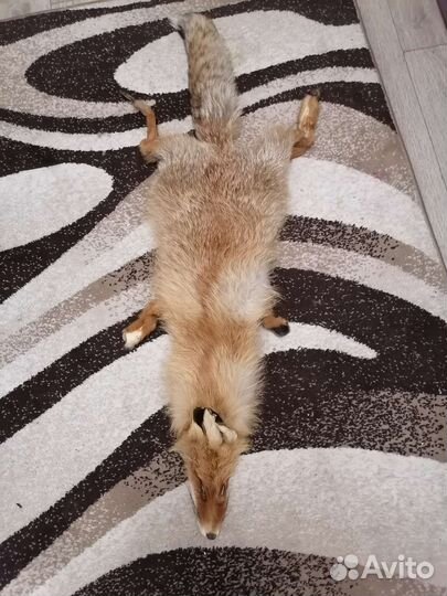 Шкуры лисы