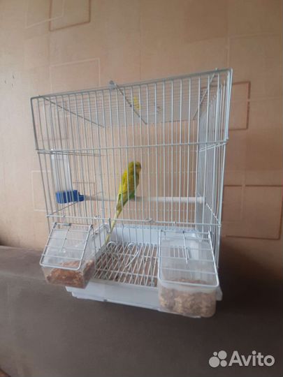 Волнистый попугай с клеткой