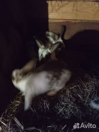 Кролики мясных пород