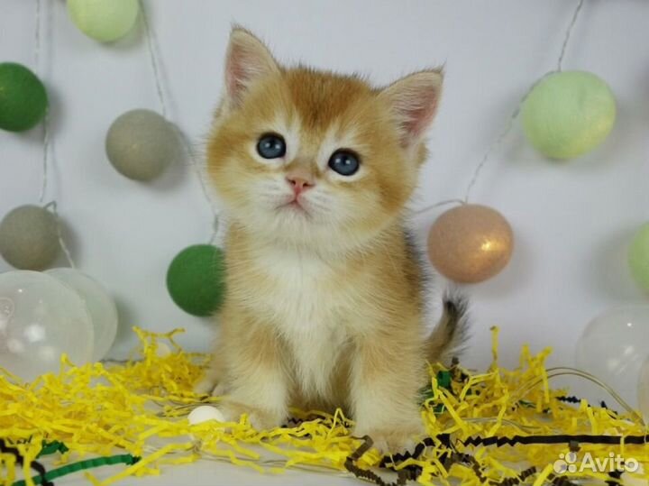 Британские котята золотая шиншилла