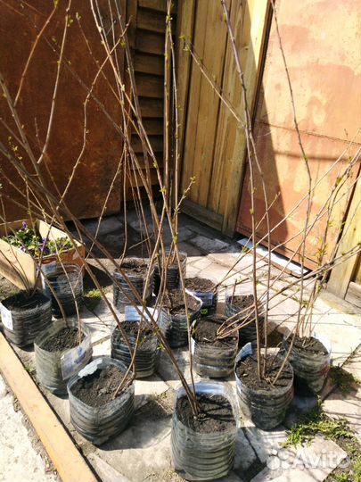 Саженцы кустарника миндаль