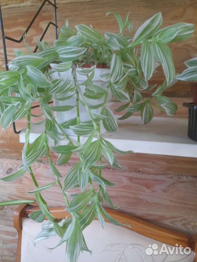 Традесканция Альба