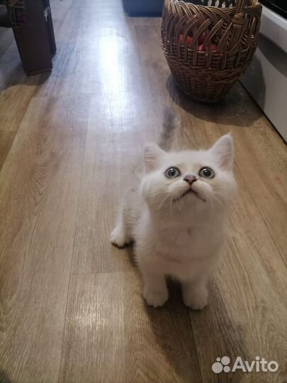 Отдам 2 котят