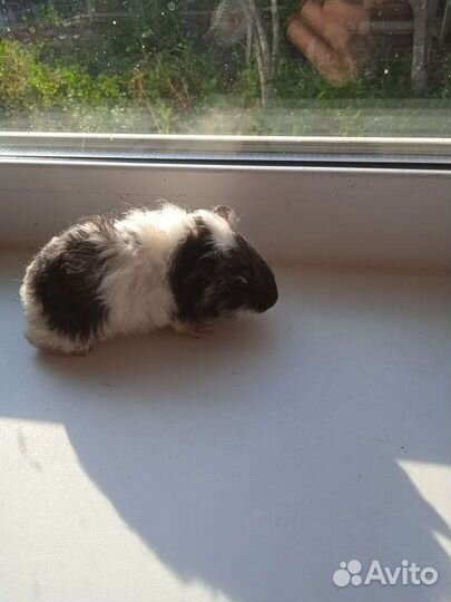 Морские свинки