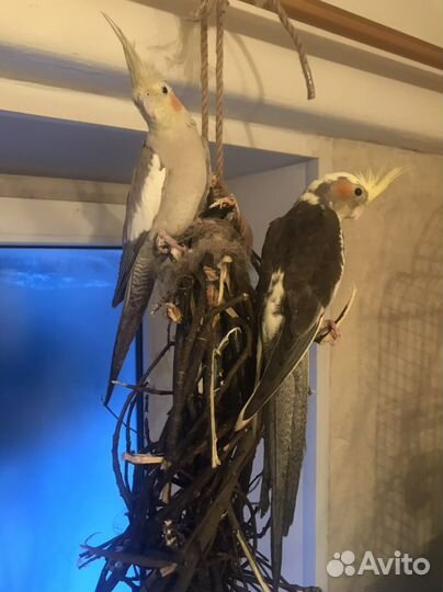 Попугай Корелла