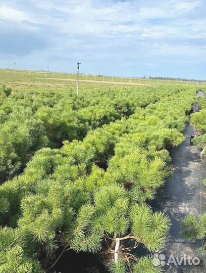 Горная сосна оптом С10 40-60см / оптом