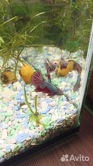 Аквариум с петушком