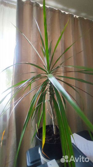 Пальма драцена