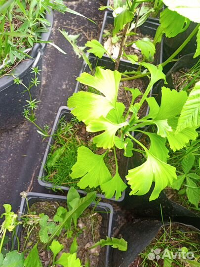 Гинкго билоба двухлопастный саженцы