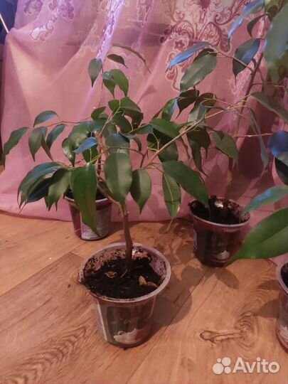 Фикус бенджамина