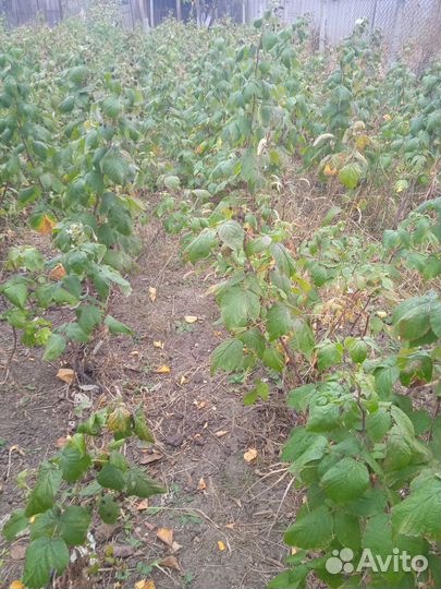 Малина Полана