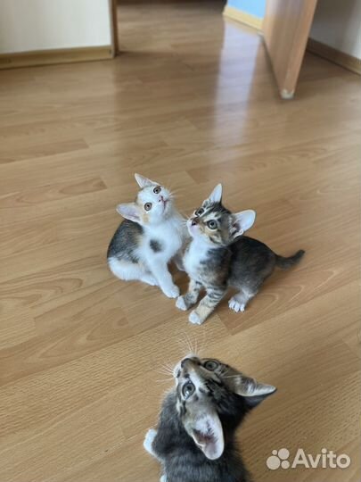 Котята в добрые руки