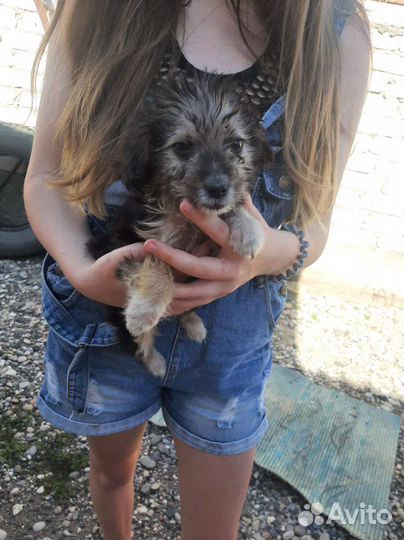 Щенок в добрые руки