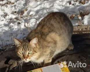 Кошка ищет дом