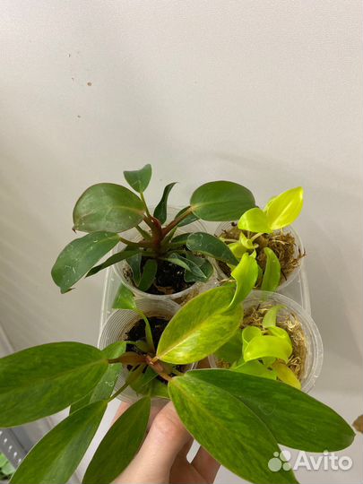 Филодендроны разные