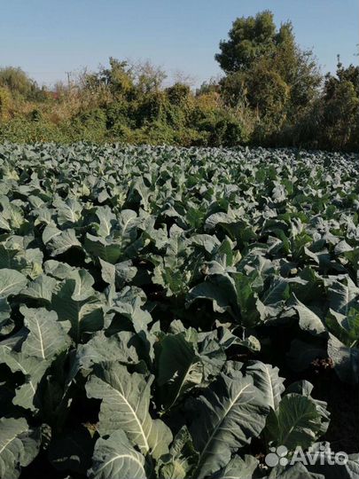 Капуста цветная, брокколи и пекинская