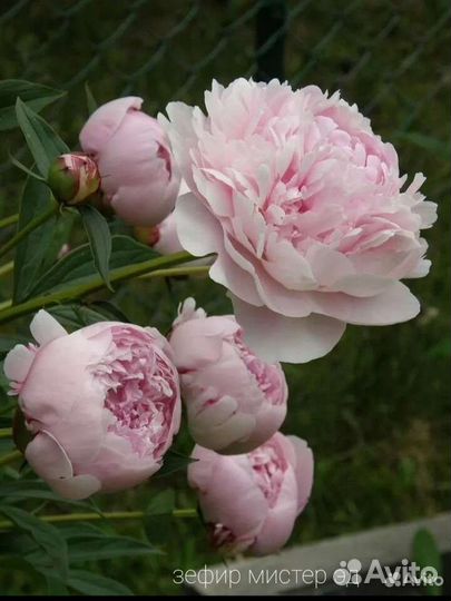Пионы саженцы