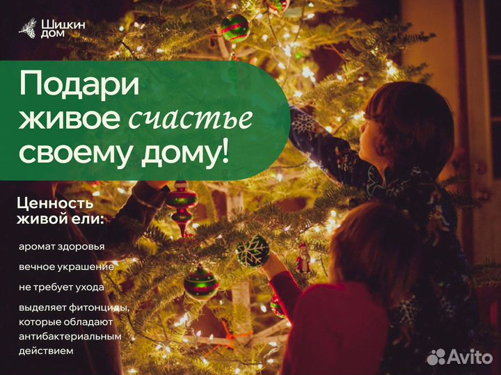 Ель, туя в каждый дом