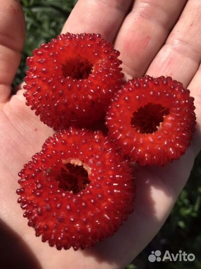 Тибетская малина