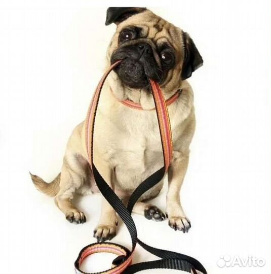 Выгул собак