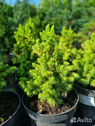 Ель Дейзи Уайт