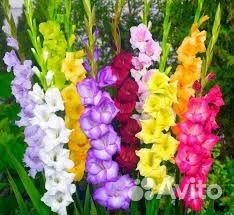 Микс из домашних гладиолусов