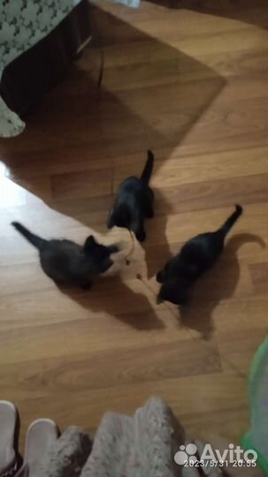 Котята в добрые руки приучены к лотку