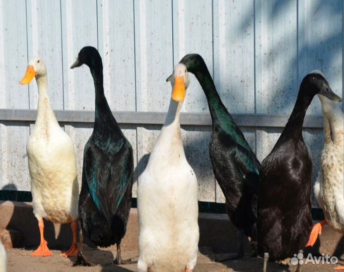 Цыплята 2 нед. Утки индийский бегунок. Петух