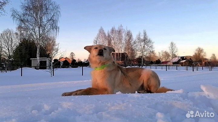 Собака в добрые руки