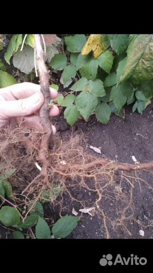 Ремонтантная малина