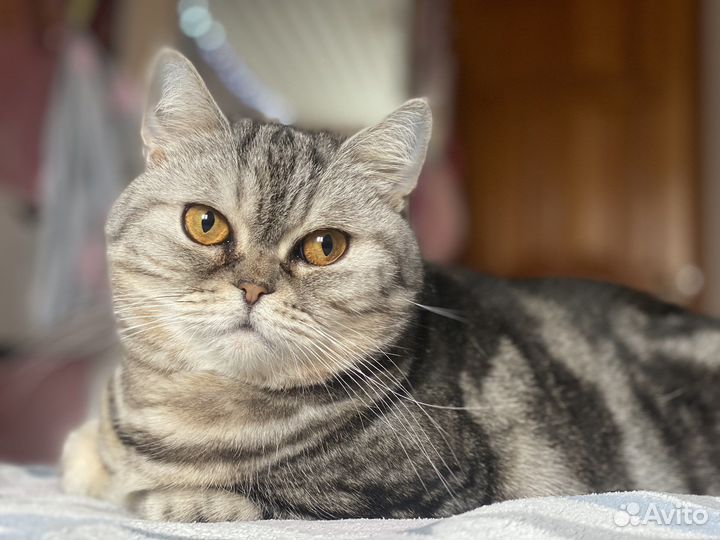 Британская кошка бесплатно
