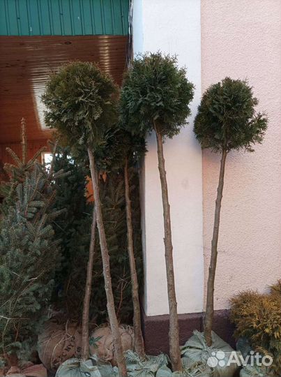 Туя колумна, смарагд