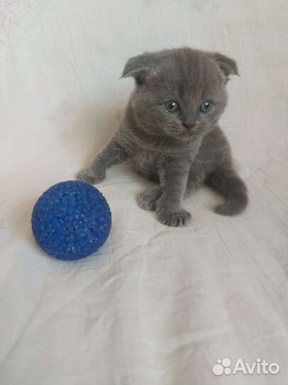 Британская кошка