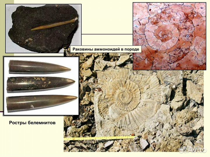 Аммониты и Грифея с уральских степей