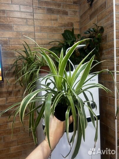 Хлорофитум цветы жеское счатье