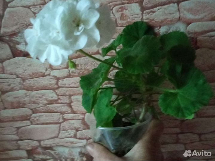 Пеларгония герань