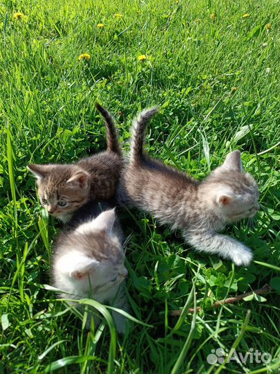 Котята в добрые руки мальчики 1 месяц