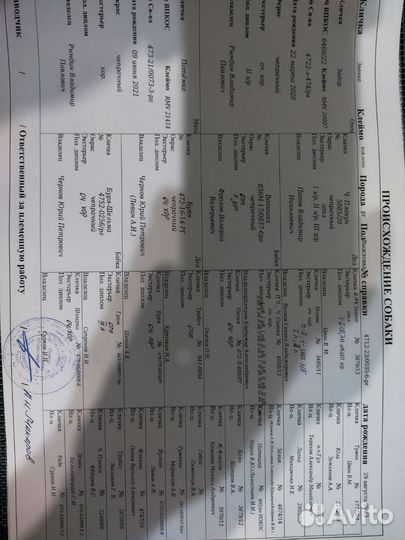 Русская гончая