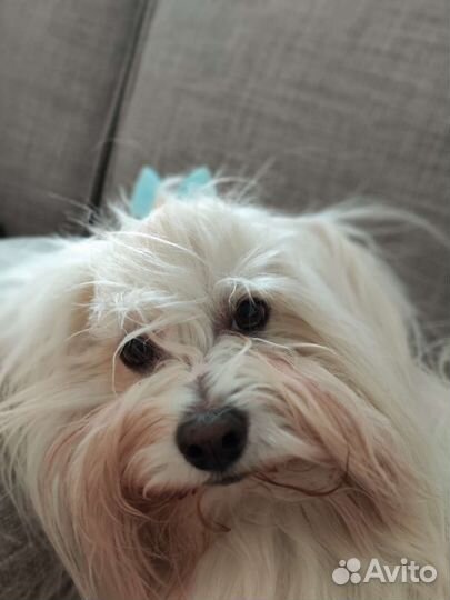 Ищем девочку для вязки