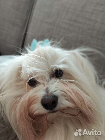 Ищем девочку для вязки