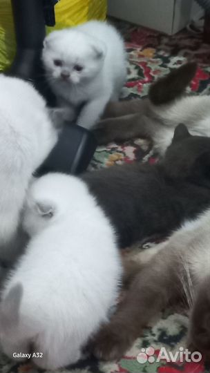 Кошка в дар