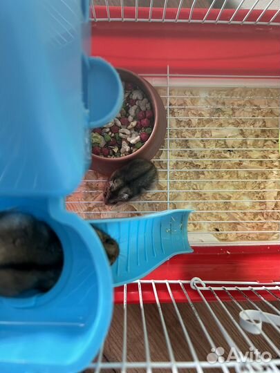 Клетка с джунгариками