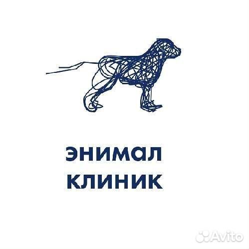 Ассистент ветеринарного врача