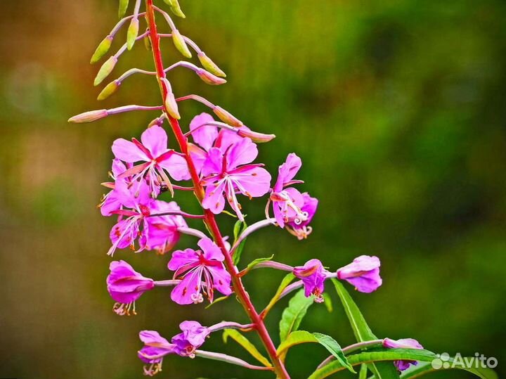 Иван-чай 1 кг кипрей 2О23 русский, натуральный